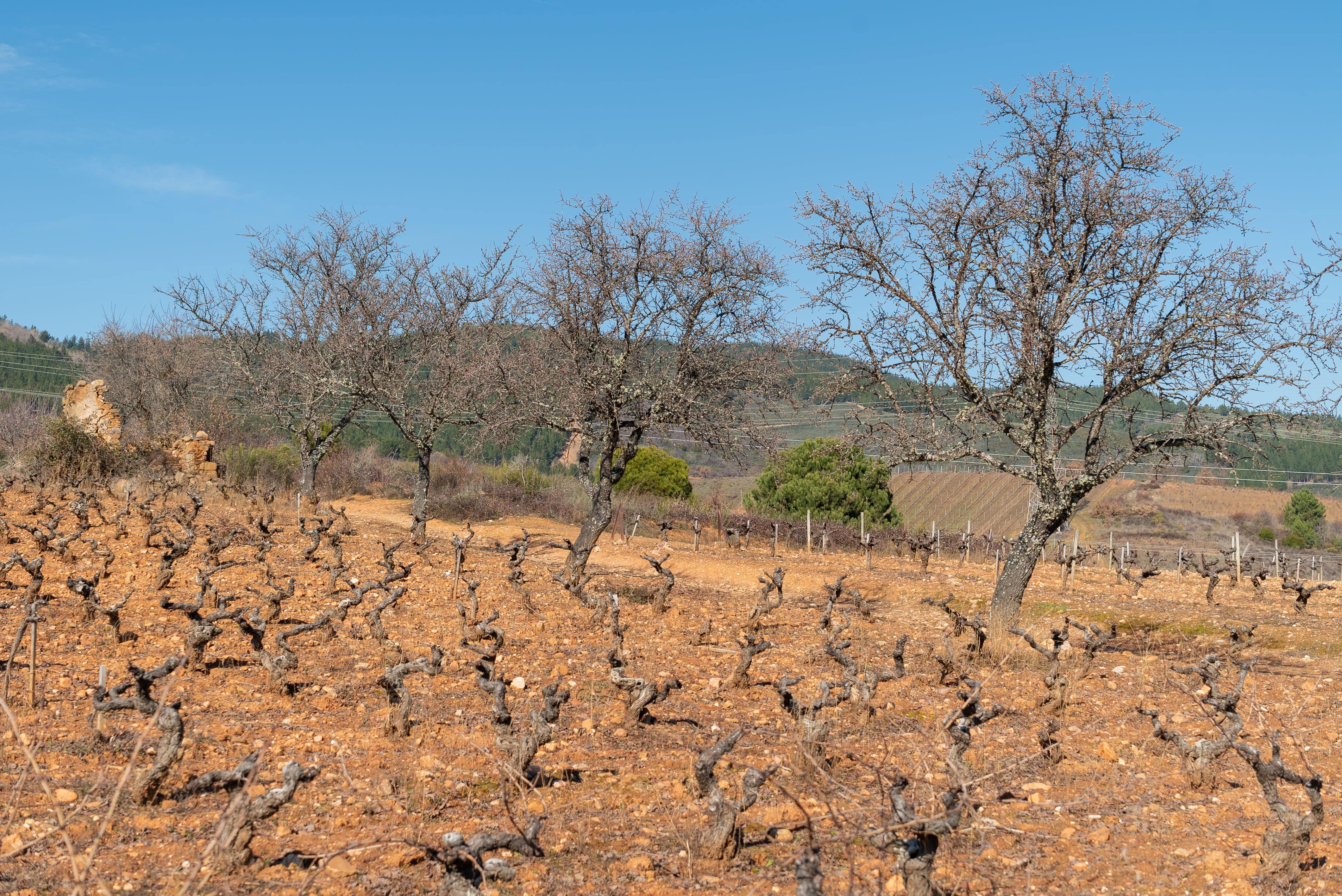 Vista de los viñedos de Bodega del Abad.